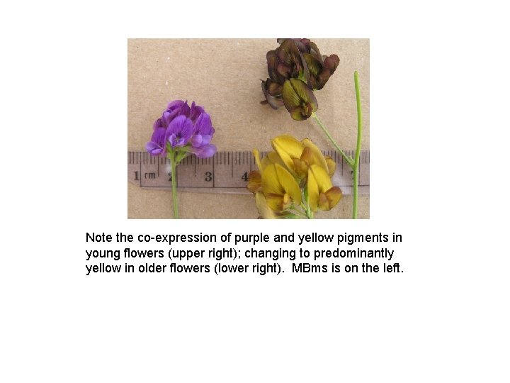 Note the co-expression of purple and yellow pigments in young flowers (upper right); changing