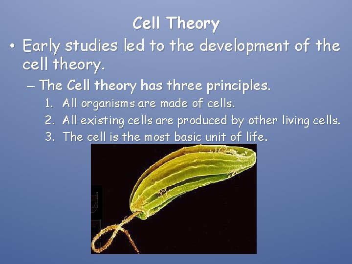Cell Theory • Early studies led to the development of the cell theory. –