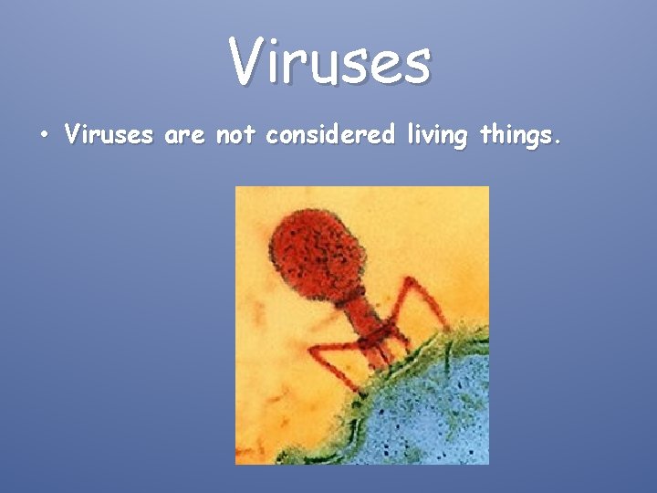 Viruses • Viruses are not considered living things. 