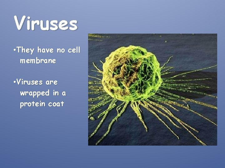 Viruses • They have no cell membrane • Viruses are wrapped in a protein