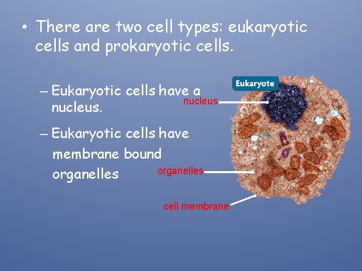  • There are two cell types: eukaryotic cells and prokaryotic cells. – Eukaryotic