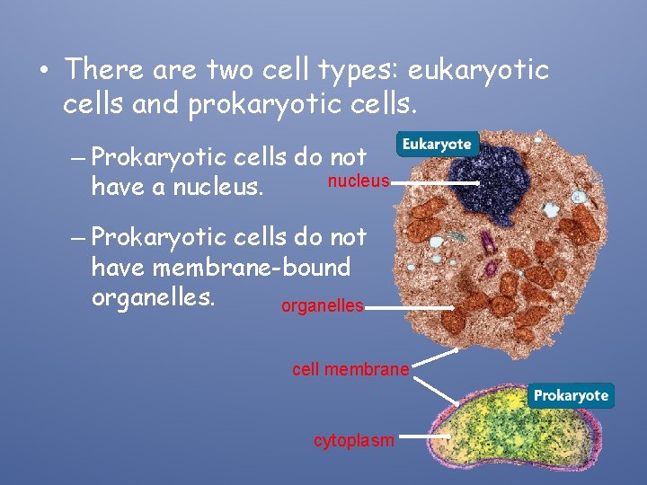  • There are two cell types: eukaryotic cells and prokaryotic cells. – Prokaryotic