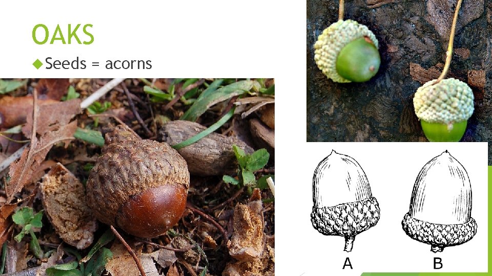 OAKS Seeds = acorns 