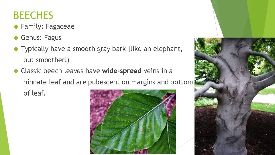 BEECHES Family: Fagaceae Genus: Fagus Typically have a smooth gray bark (like an elephant,