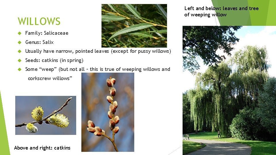 WILLOWS Family: Salicaceae Genus: Salix Usually have narrow, pointed leaves (except for pussy willows)