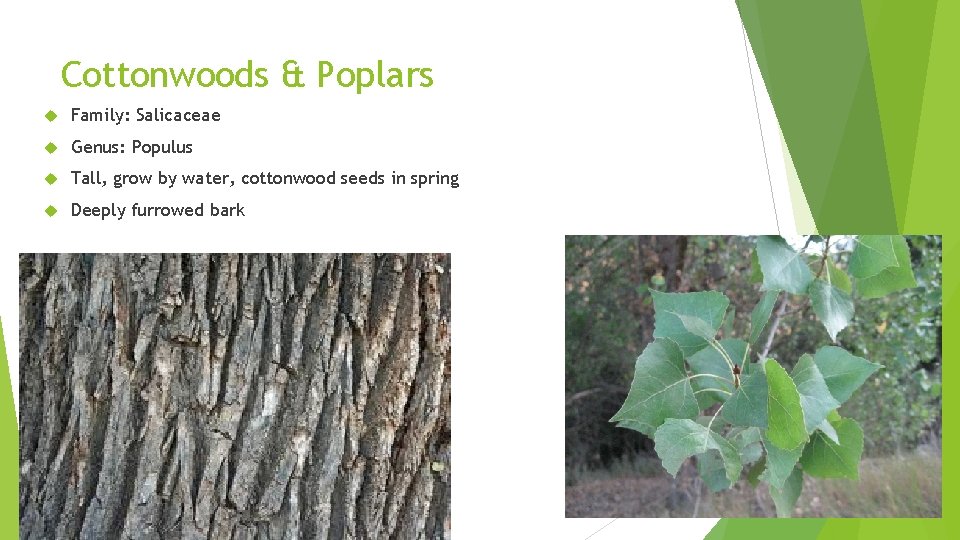 Cottonwoods & Poplars Family: Salicaceae Genus: Populus Tall, grow by water, cottonwood seeds in