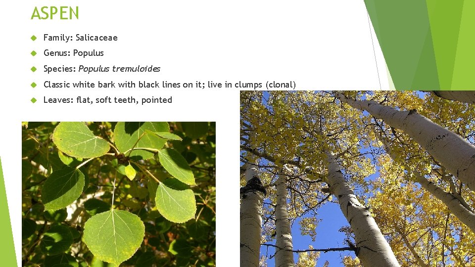 ASPEN Family: Salicaceae Genus: Populus Species: Populus tremuloides Classic white bark with black lines