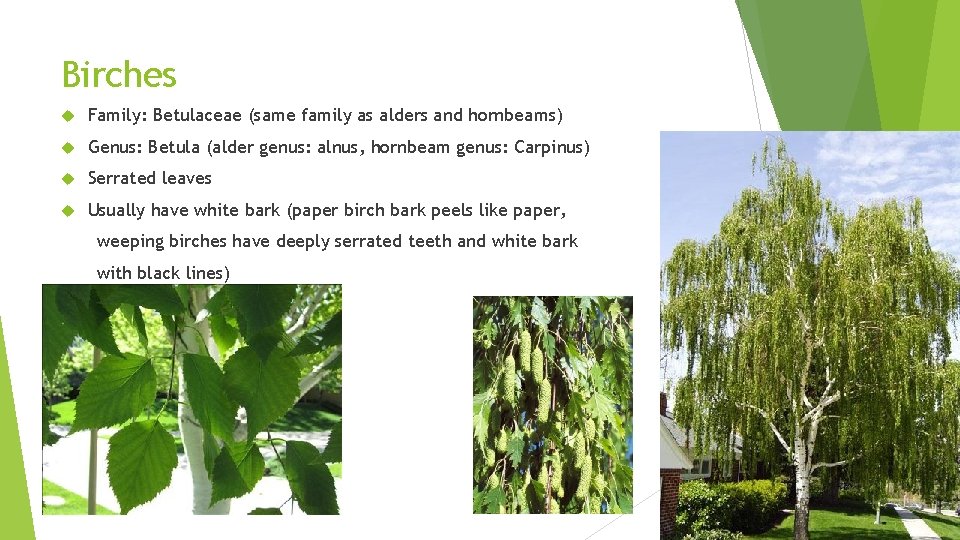 Birches Family: Betulaceae (same family as alders and hornbeams) Genus: Betula (alder genus: alnus,