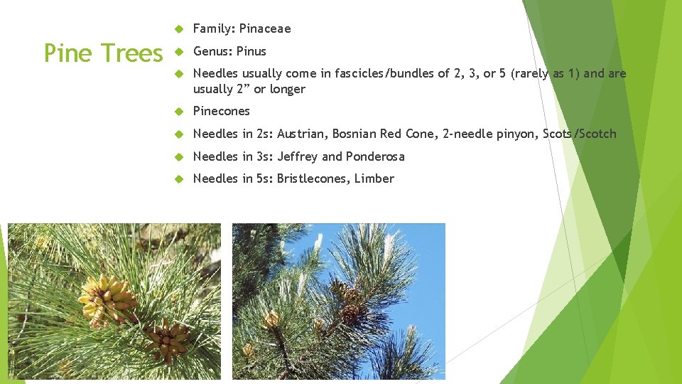 Pine Trees Family: Pinaceae Genus: Pinus Needles usually come in fascicles/bundles of 2, 3,