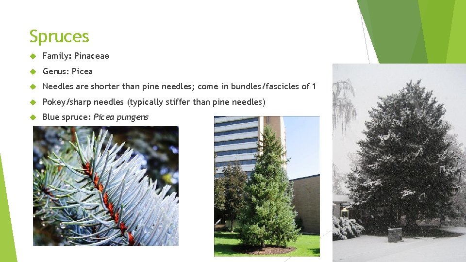 Spruces Family: Pinaceae Genus: Picea Needles are shorter than pine needles; come in bundles/fascicles