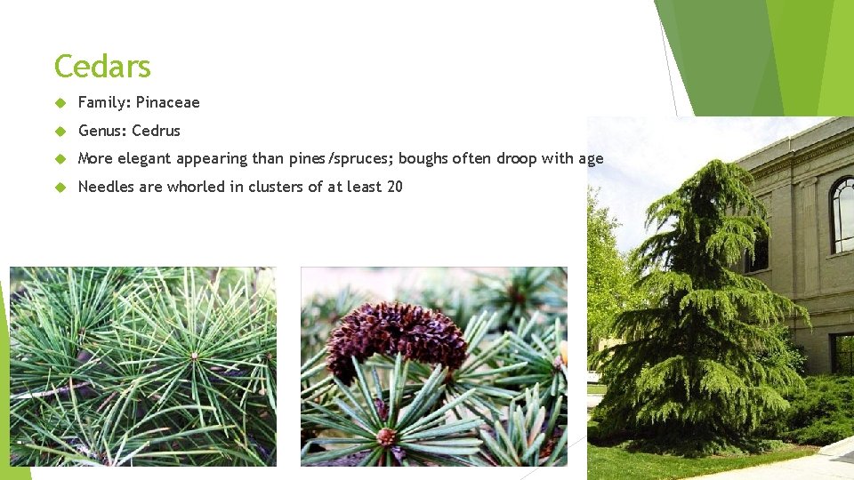 Cedars Family: Pinaceae Genus: Cedrus More elegant appearing than pines/spruces; boughs often droop with