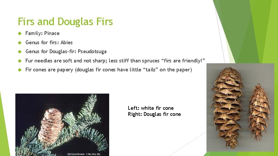 Firs and Douglas Firs Family: Pinace Genus for firs: Abies Genus for Douglas-fir: Pseudotsuga