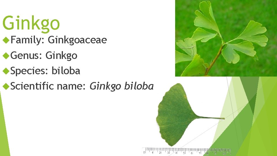 Ginkgo Family: Ginkgoaceae Genus: Ginkgo Species: biloba Scientific name: Ginkgo biloba 