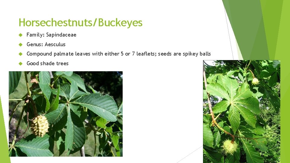 Horsechestnuts/Buckeyes Family: Sapindaceae Genus: Aesculus Compound palmate leaves with either 5 or 7 leaflets;