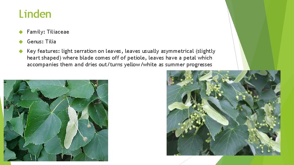 Linden Family: Tiliaceae Genus: Tilia Key features: light serration on leaves, leaves usually asymmetrical