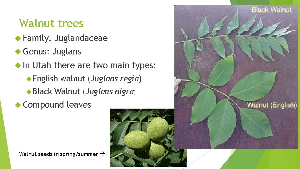 Walnut trees Family: Juglandaceae Genus: Juglans In Utah there are two main types: English