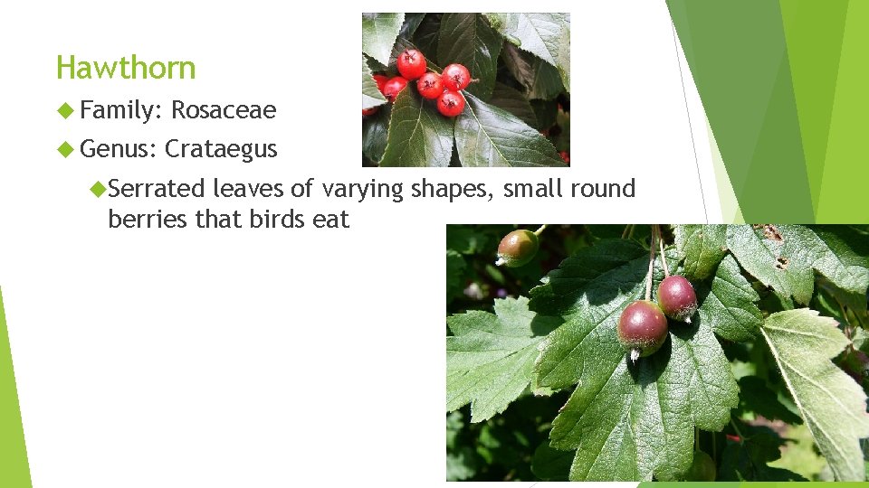 Hawthorn Family: Rosaceae Genus: Crataegus Serrated leaves of varying shapes, small round berries that