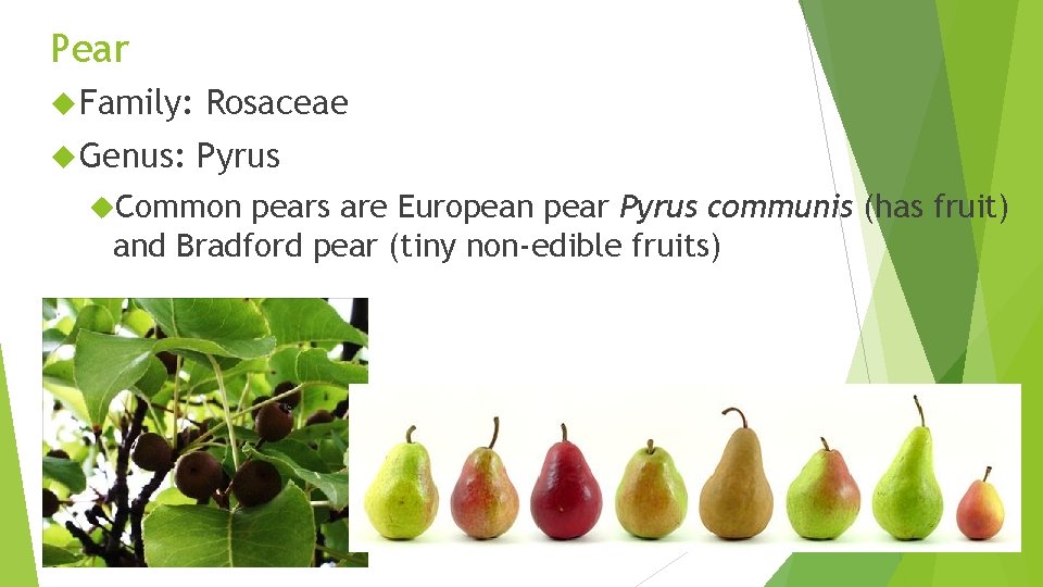 Pear Family: Rosaceae Genus: Pyrus Common pears are European pear Pyrus communis (has fruit)