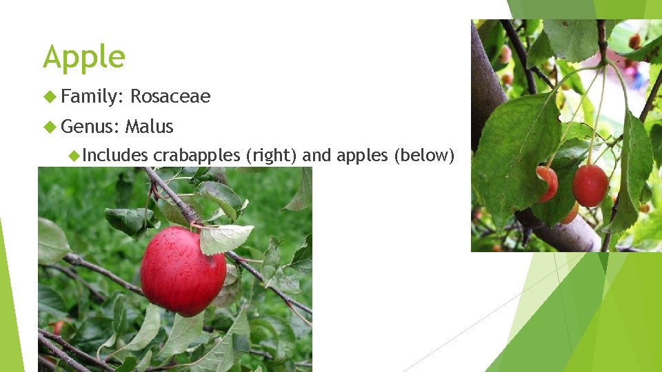 Apple Family: Rosaceae Genus: Malus Includes crabapples (right) and apples (below) 