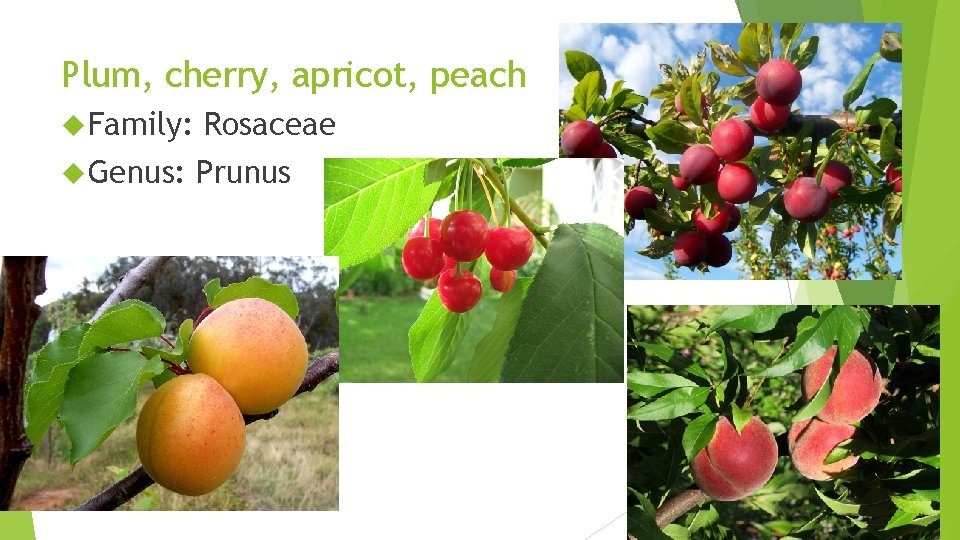 Plum, cherry, apricot, peach Family: Rosaceae Genus: Prunus 