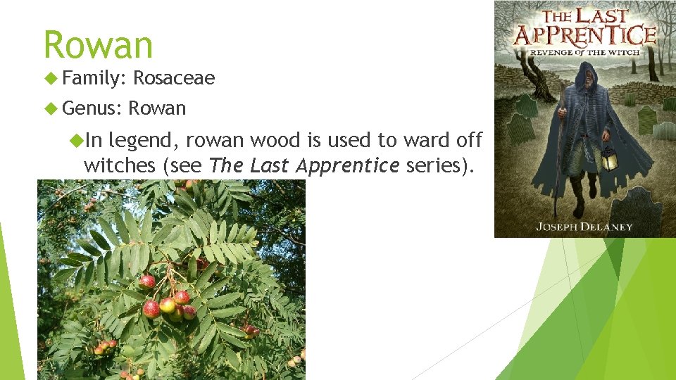 Rowan Family: Rosaceae Genus: Rowan In legend, rowan wood is used to ward off