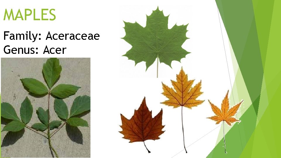 MAPLES Family: Aceraceae Genus: Acer 