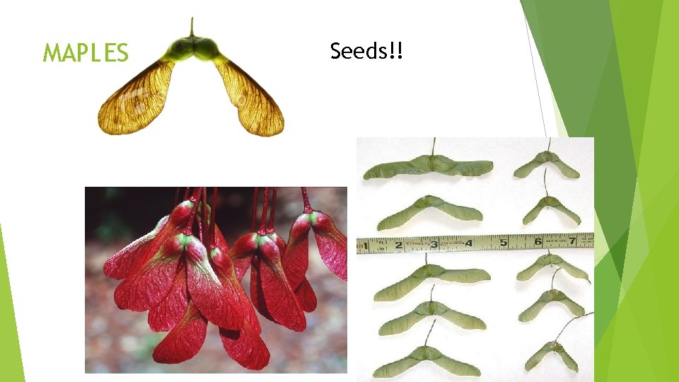 MAPLES Seeds!! 