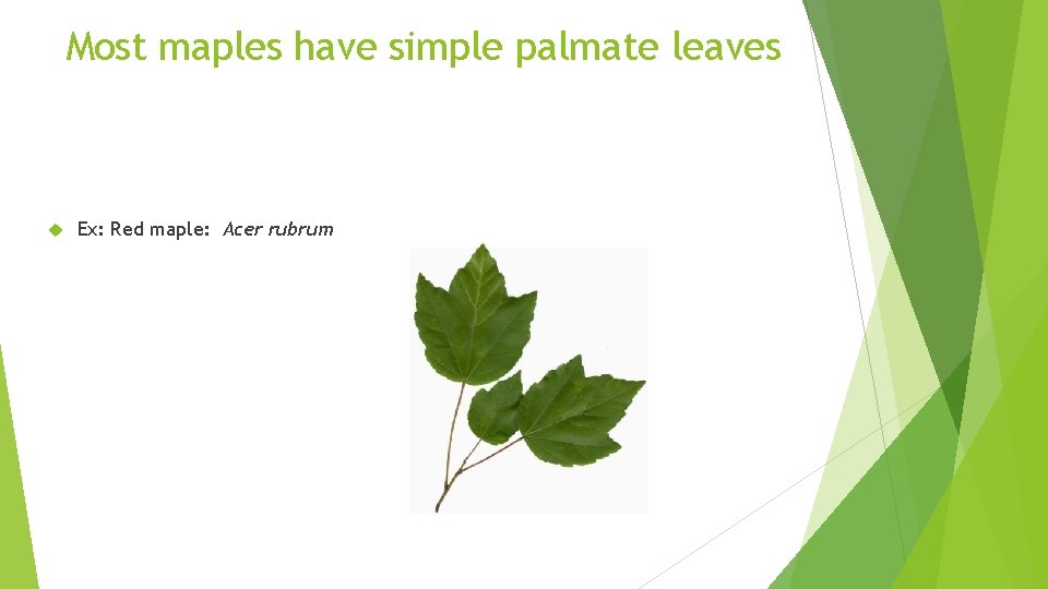 Most maples have simple palmate leaves Ex: Red maple: Acer rubrum 