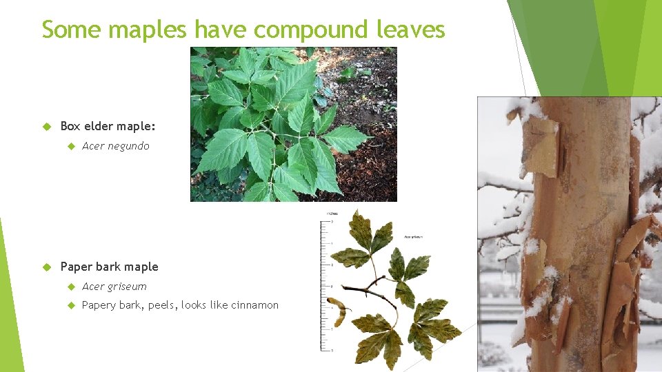Some maples have compound leaves Box elder maple: Acer negundo Paper bark maple Acer