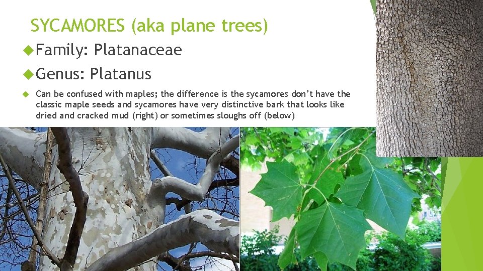 SYCAMORES (aka plane trees) Family: Platanaceae Genus: Platanus Can be confused with maples; the