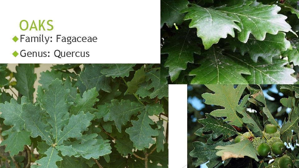 OAKS Family: Fagaceae Genus: Quercus 
