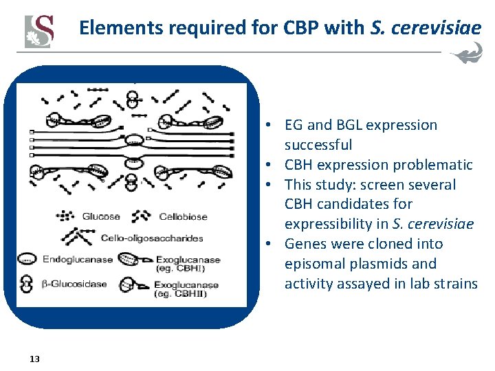 Elements required for CBP with S. cerevisiae • EG and BGL expression successful •