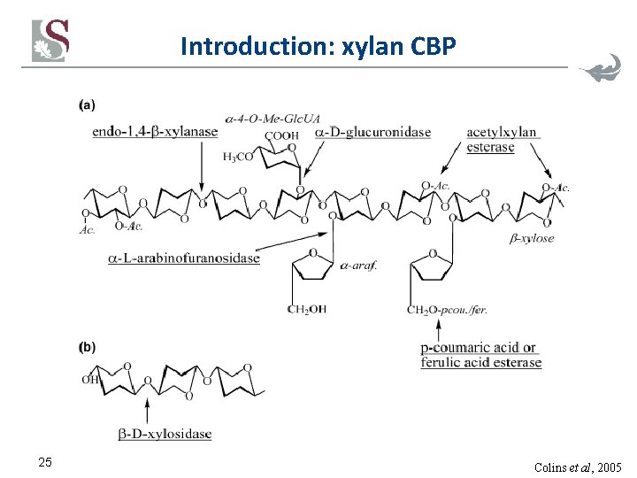 Introduction: xylan CBP 25 Colins et al, 2005 