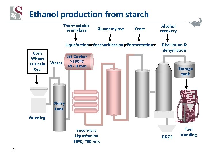 Ethanol production from starch Thermostable α-amylase Glucoamylase Yeast Liquefaction Saccharification Fermentation Corn Wheat Triticale