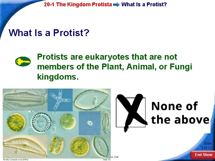 20 -1 The Kingdom Protista What Is a Protist? Protists are eukaryotes that are 20 -1 The Kingdom Protista What Is a Protist? Protists are eukaryotes that are