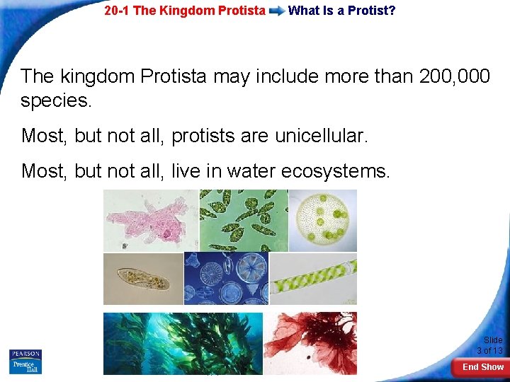 20 -1 The Kingdom Protista What Is a Protist? The kingdom Protista may include 20 -1 The Kingdom Protista What Is a Protist? The kingdom Protista may include