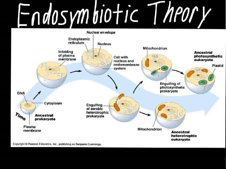 20 -1 The Kingdom Protista Slide 5 of 13 Copyright Pearson Prentice Hall End 20 -1 The Kingdom Protista Slide 5 of 13 Copyright Pearson Prentice Hall End