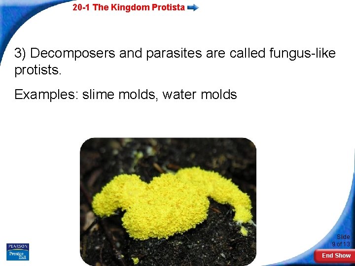 20 -1 The Kingdom Protista 3) Decomposers and parasites are called fungus-like protists. Examples: 20 -1 The Kingdom Protista 3) Decomposers and parasites are called fungus-like protists. Examples: