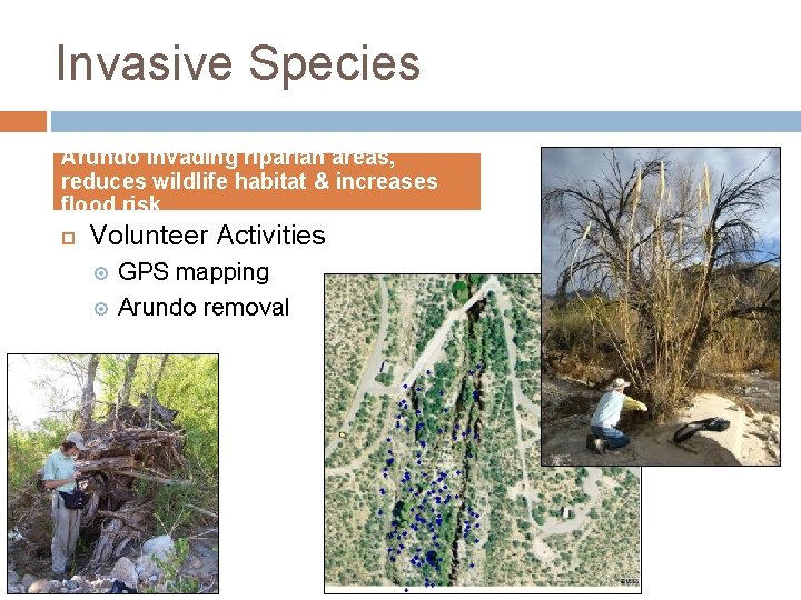 Invasive Species Arundo invading riparian areas, reduces wildlife habitat & increases flood risk Volunteer