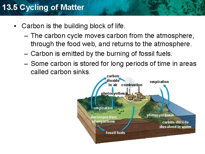 13. 5 Cycling of Matter • Carbon is the building block of life. –