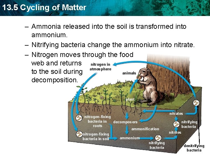 13. 5 Cycling of Matter – Ammonia released into the soil is transformed into