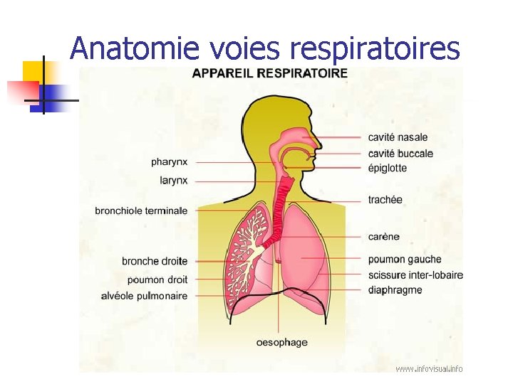 Anatomie voies respiratoires 