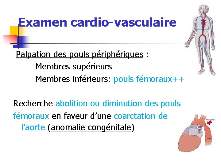 Examen cardio-vasculaire Palpation des pouls périphériques : Membres supérieurs Membres inférieurs: pouls fémoraux++ Recherche