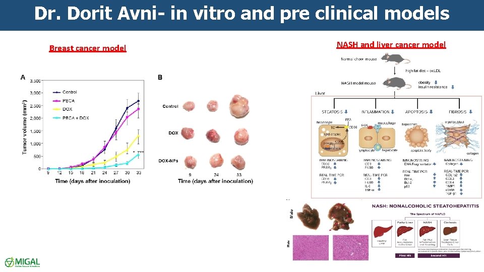 Dr. Dorit Avni- in vitro and pre clinical models Breast cancer model NASH and