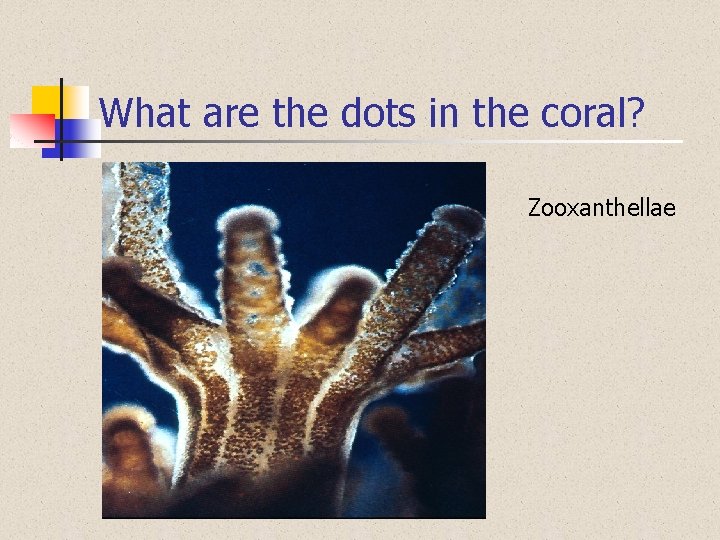 What are the dots in the coral? Zooxanthellae 
