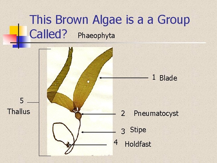 This Brown Algae is a a Group Called? Phaeophyta 1 Blade 5 Thallus 2