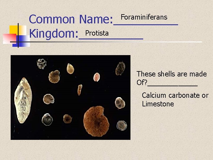 Foraminiferans Common Name: _____ Protista Kingdom: _____ These shells are made Of? _______ Calcium