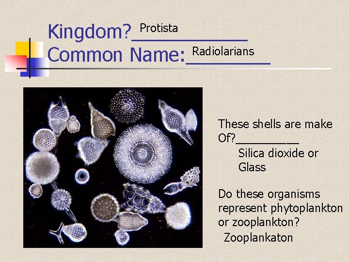 Protista Kingdom? ______ Radiolarians Common Name: ____ These shells are make Of? _____ Silica