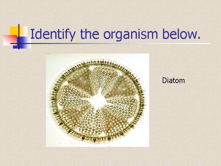 Identify the organism below. Diatom 