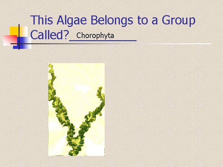 This Algae Belongs to a Group Chorophyta Called? _____ 